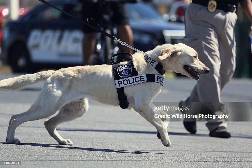 K9 Police Dogs K9 Police Department K9 Police Dogs Hot Sale