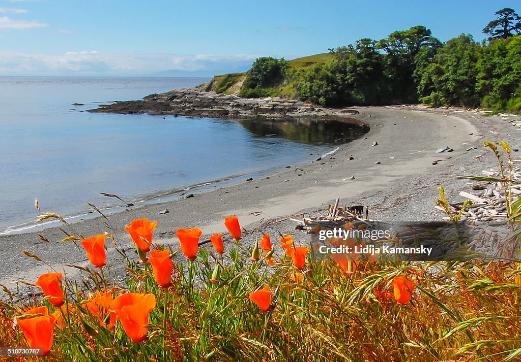 Wild Poppies and Beach