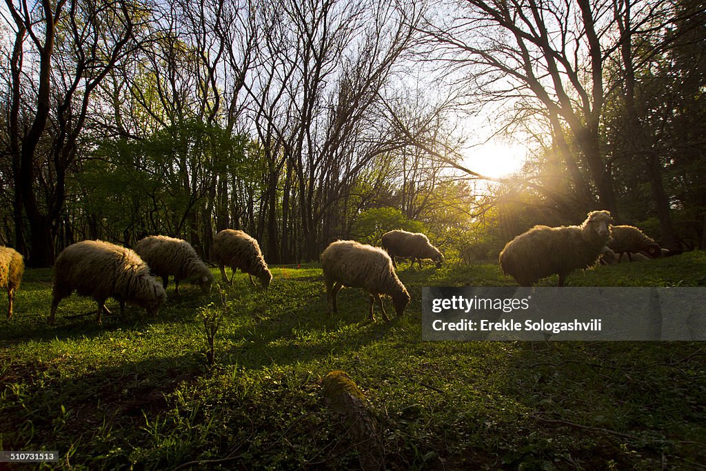 Sheep flock