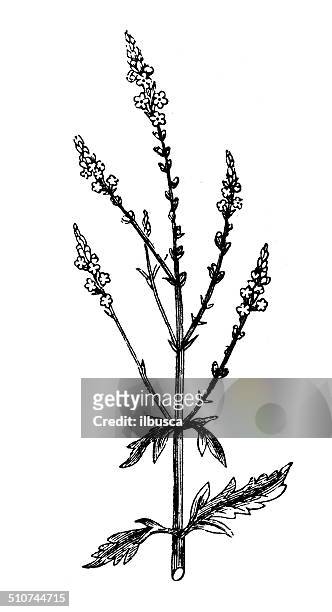 antique illustration of verbena officinalis (vervain) - vervain stock illustrations