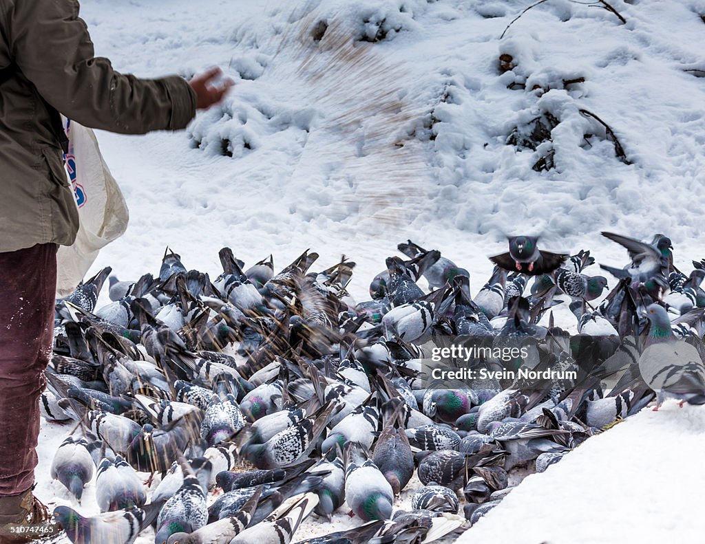 Person feeding Pigeons in wintertime