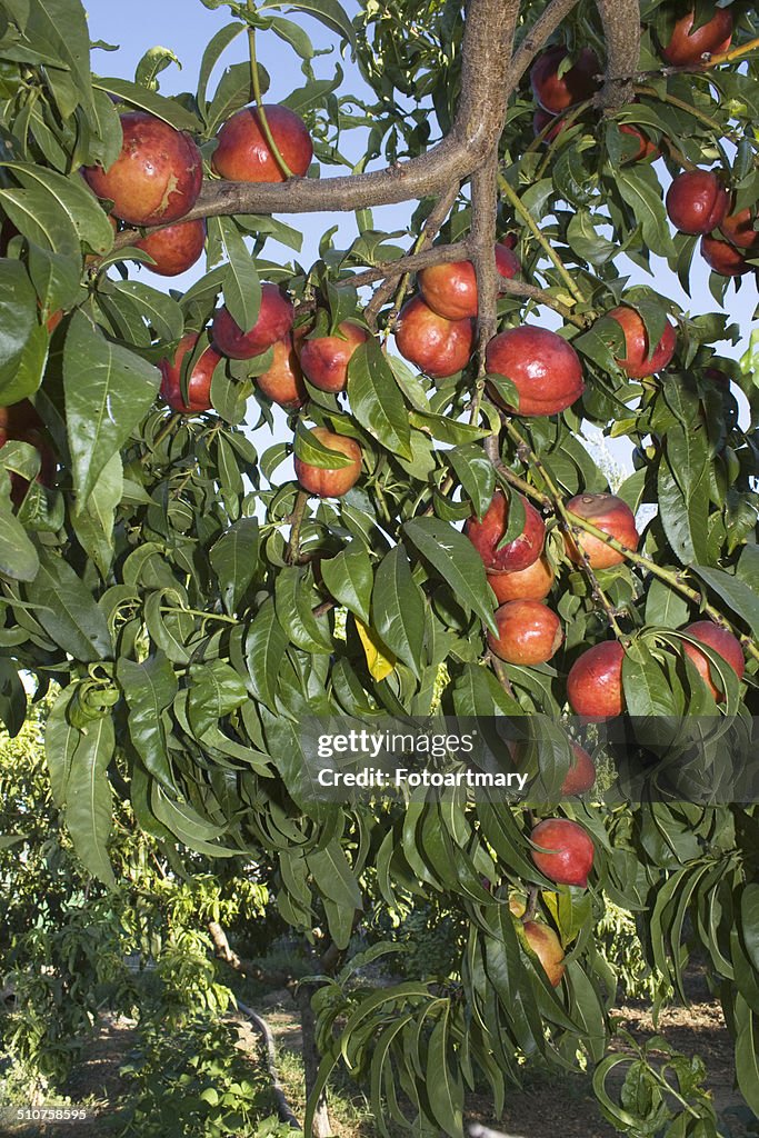 Nectarines fruit, agriculture in Granada,Spain