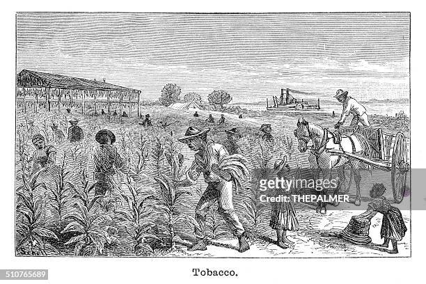 ilustrações de stock, clip art, desenhos animados e ícones de tabaco plantation gravação ilustração - colheita de tabaco