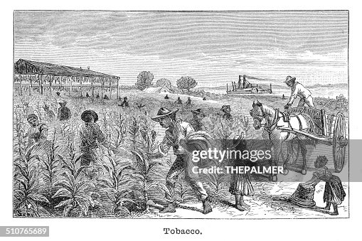 slaves harvesting tobacco A Context of Slavery in Maryland Tobacco Terror