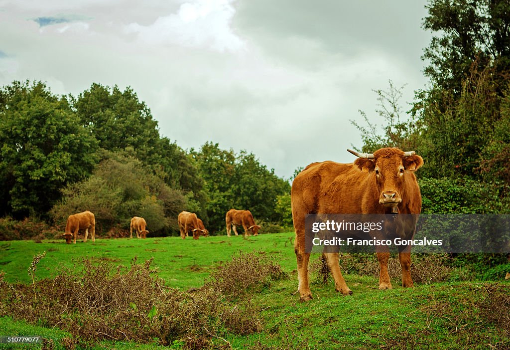 Cows grazing