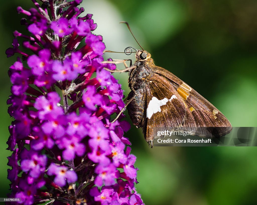 Silver-Spotted Skipper on Butterfly Bush