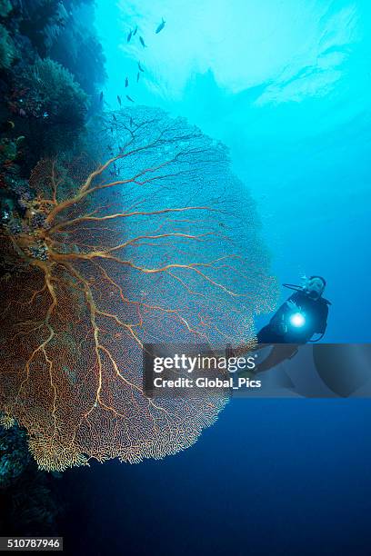 diving the drop off's in palau - micronesia - deep sea diving stock pictures, royalty-free photos & images