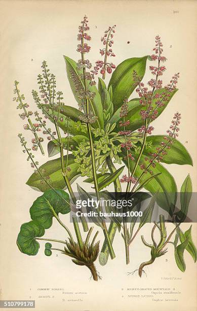 sorrel, spurge, laurel, wood sorrel, buckwheat, victorian botanical illustration - buckwheat isolated stock illustrations