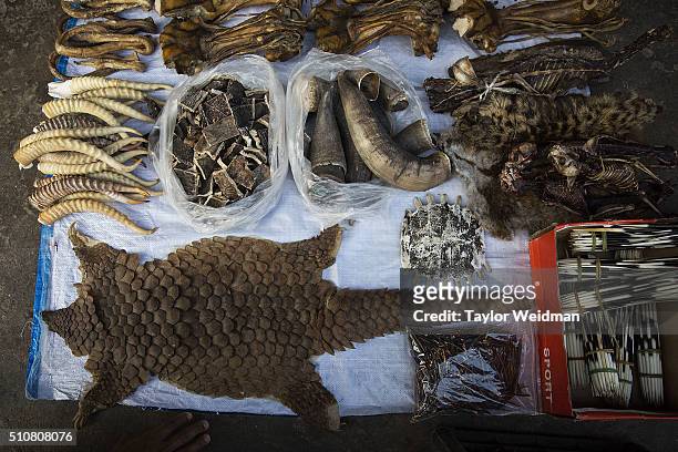 Pangolin skin is displayed amongst other exotic and illegal animal parts at a stall on February 17, 2016 in Mong La, Myanmar. Mong La, the capital of...