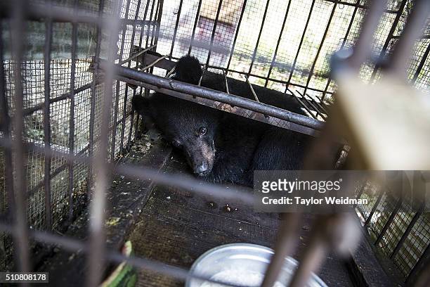 Bears like this one are kept in cages and have their bile extracted periodically with syringes for Chinese medicine on February 17, 2016 in Mong La,...