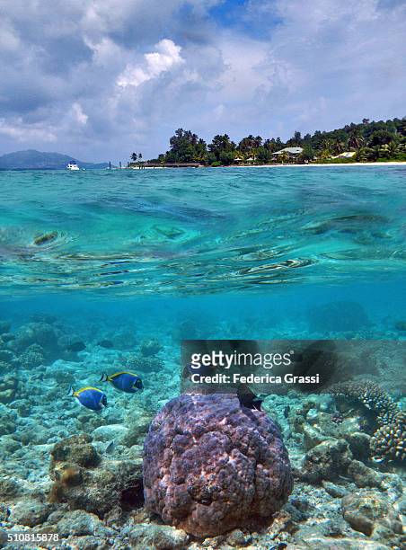 split level view of cerf island coral reef and lush tropical vegetation, seychelles - mezzanine stockfoto's en -beelden