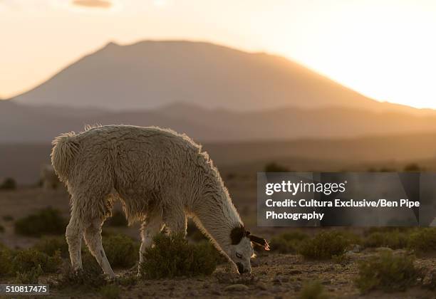llama grazing, villa alota, southern altiplano, bolivia, south america - alota stock pictures, royalty-free photos & images