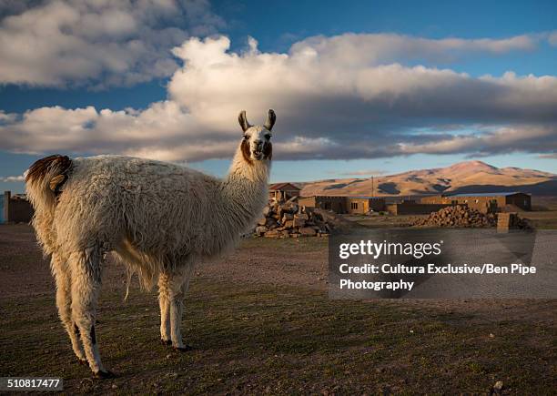 llama portrait, villa alota, southern altiplano, bolivia, south america - alota stock pictures, royalty-free photos & images