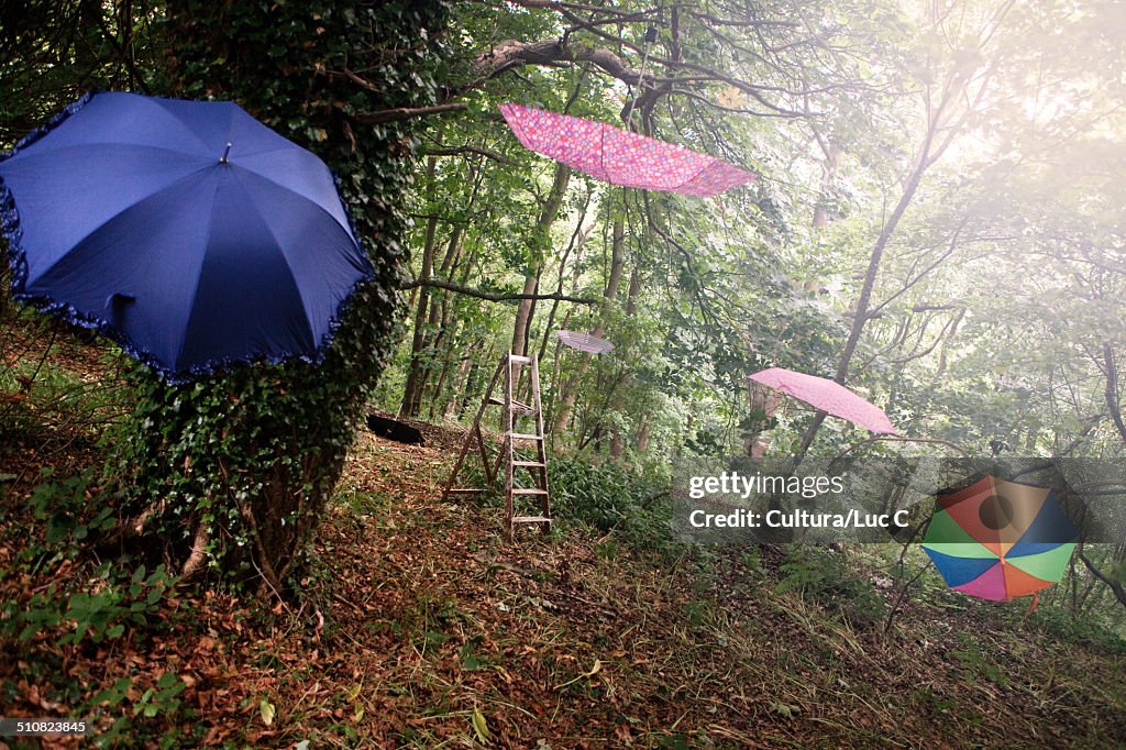 Umbrellas hanging in trees