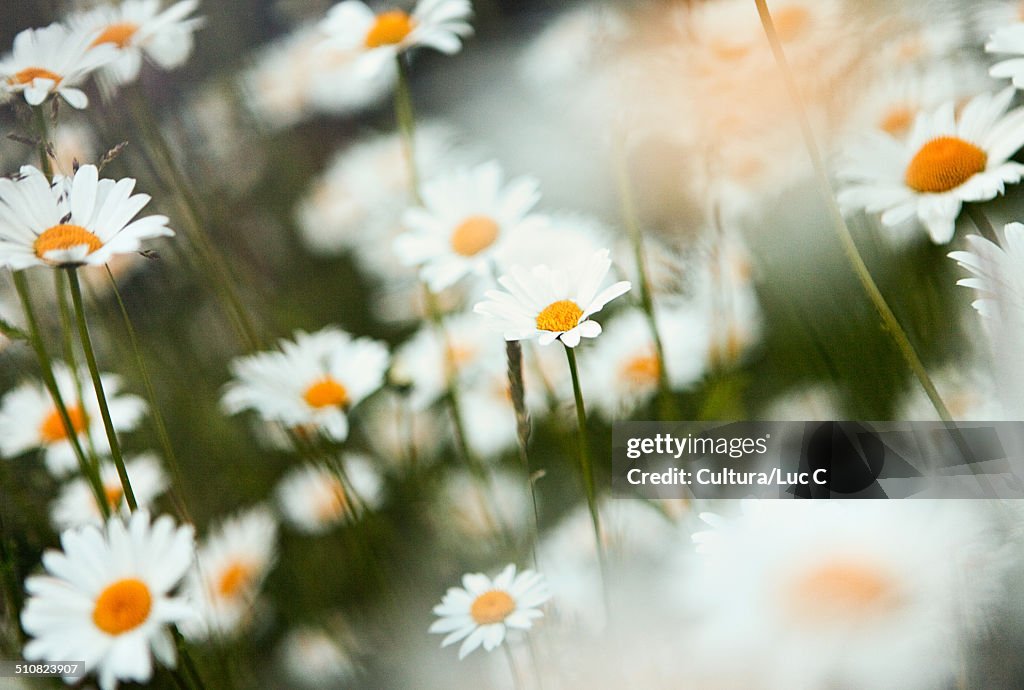 Daisies, close up