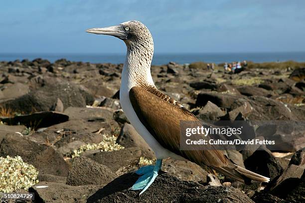 blue-footed booby (sula nebouxii), galapagos islands, ecuador - sula vogelgattung stock-fotos und bilder