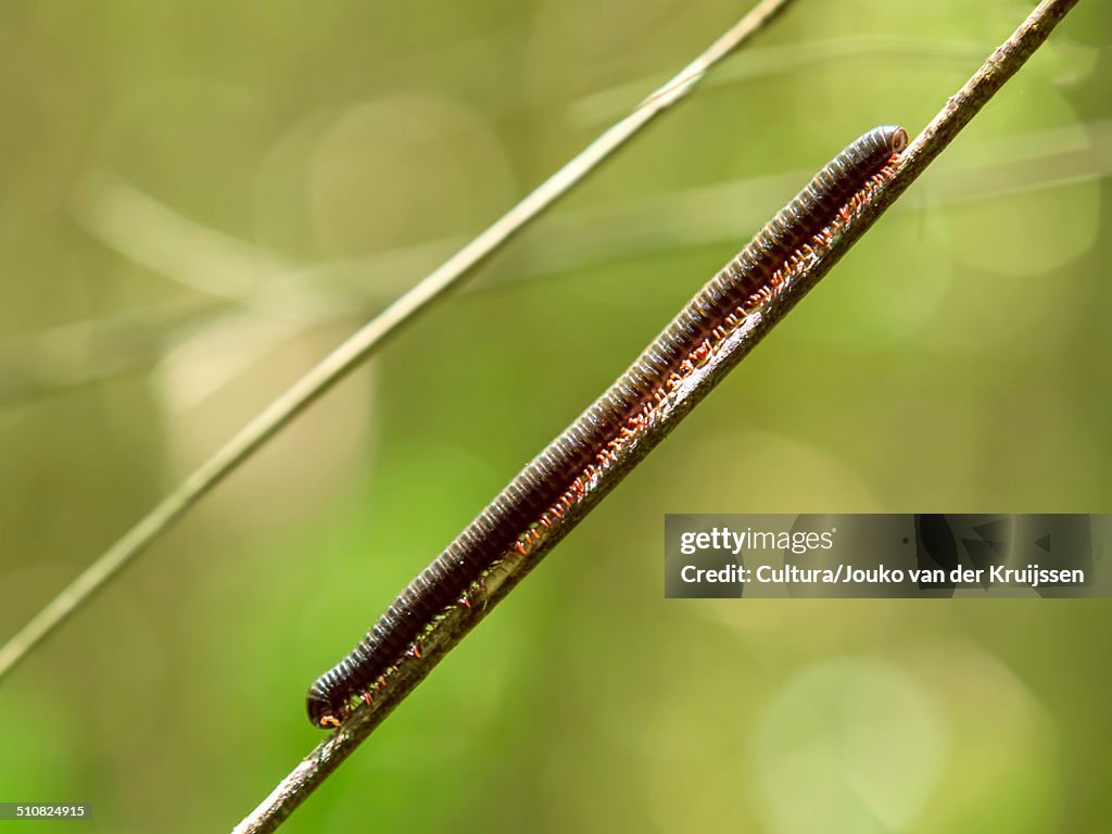 Millipede on stem, Parque Tayrona, Magdalena, Colombia
