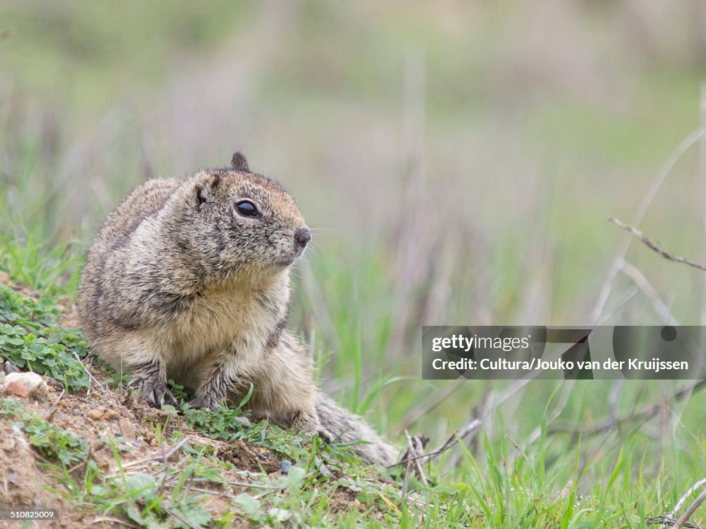 Otospermophilus beecheyi, California Ground Squirrel, Berkeley, California, USA