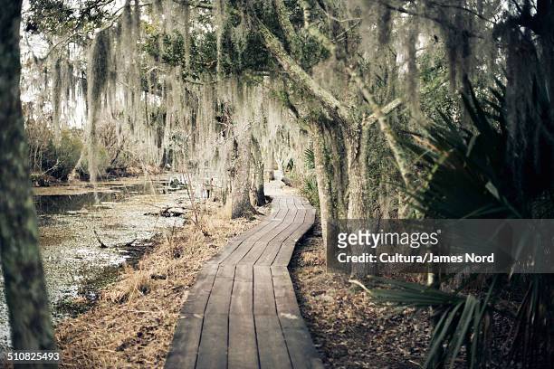 walkway through swamp, new orleans, louisiana, usa - louisiana swamp stockfoto's en -beelden
