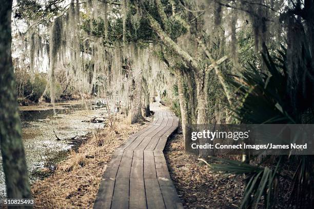 Swamp Walk Way 61 New Orleans Swamp Tour Stock Photos, High-Res Pictures, and Images ...