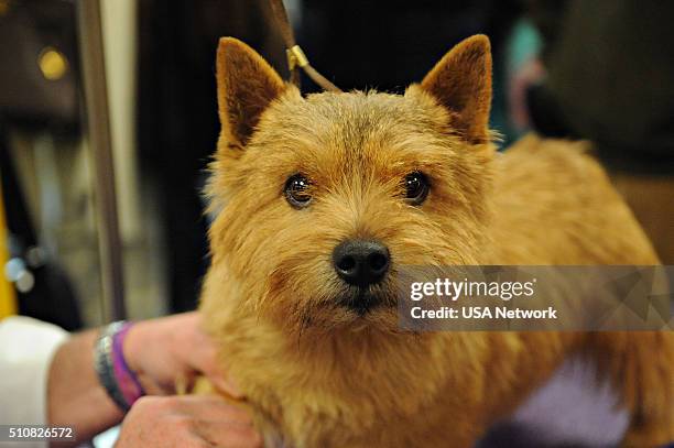 The 140th Annual Westminster Kennel Club Dog Show" at Madison Square Garden in New York City on Tuesday, February 16, 2016 -- Pictured: Norfolk...