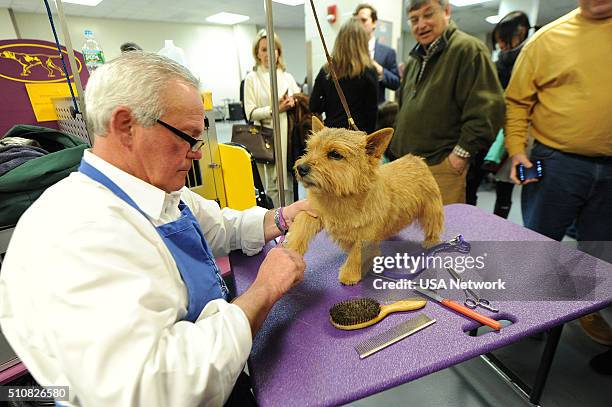 The 140th Annual Westminster Kennel Club Dog Show" at Madison Square Garden in New York City on Tuesday, February 16, 2016 -- Pictured: Norfolk...