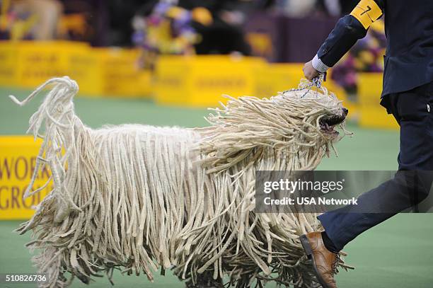 The 140th Annual Westminster Kennel Club Dog Show" at Madison Square Garden in New York City on Tuesday, February 16, 2016 -- Pictured: Komondor --