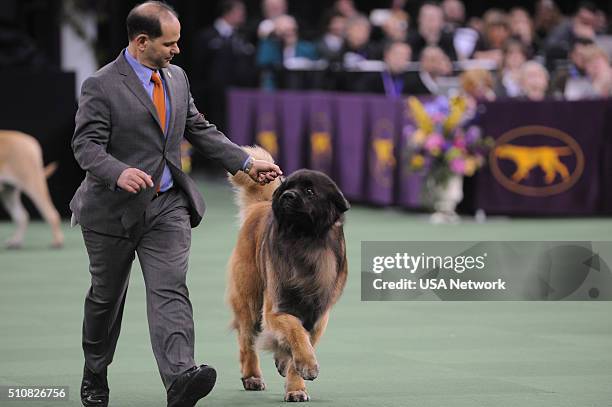 The 140th Annual Westminster Kennel Club Dog Show" at Madison Square Garden in New York City on Tuesday, February 16, 2016 -- Pictured: Leonberger --