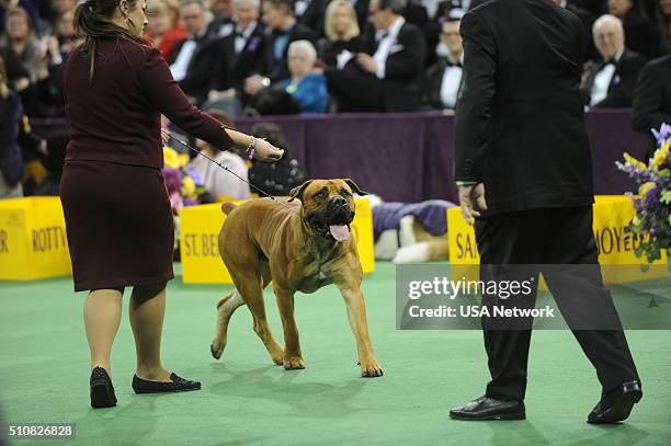 The 140th Annual Westminster Kennel Club Dog Show" at Madison Square Garden in New York City on Tuesday, February 16, 2016 -- Pictured: Boerboel --