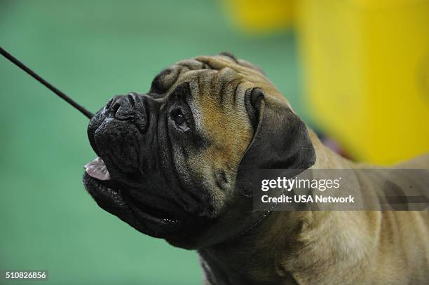 The 140th Annual Westminster Kennel Club Dog Show" at Madison Square Garden in New York City on Tuesday, February 16, 2016 -- Pictured: Boerboel --