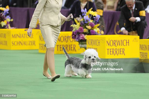 The 140th Annual Westminster Kennel Club Dog Show" at Madison Square Garden in New York City on Tuesday, February 16, 2016 -- Pictured: Dandie...