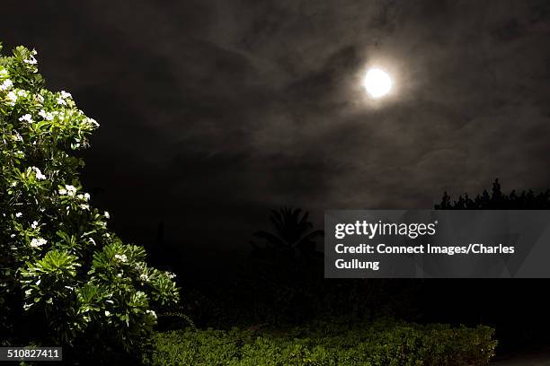 Bush Image Night 5,017 Bushes At Night Stock Photos, High-Res Pictures, and Images ...