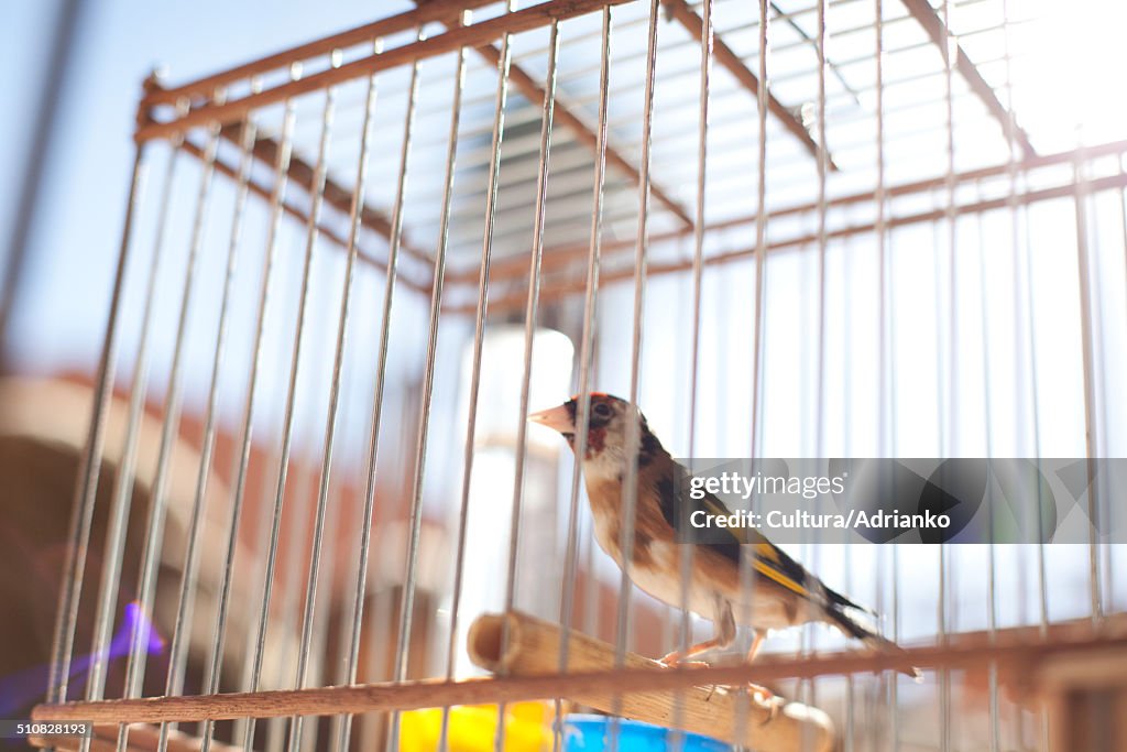 Bird in cage