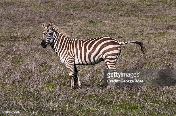 Zebra grazes in a Hearst Ranch pasture on February 4 near San Simeon, California. Because of its close proximity to Southern California and Los...