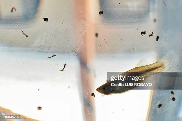 Guppy fish is seen in a fishbowl with Aedes aegypti mosquito larvae on February 17 in Cali, Colombia. Cali's Health Secretariat massively delivered...