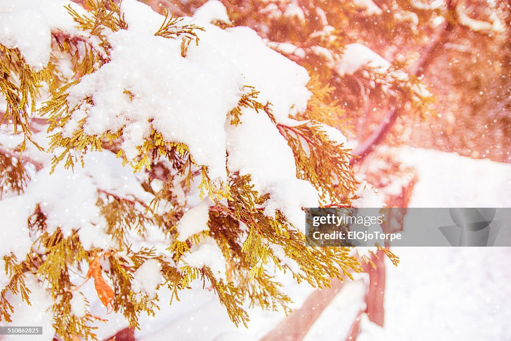 Snow at Kings Canyon National Park