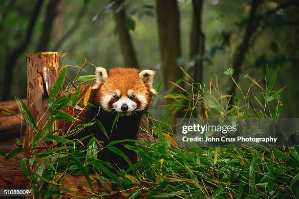red panda - chengdu stock pictures, royalty-free photos & images