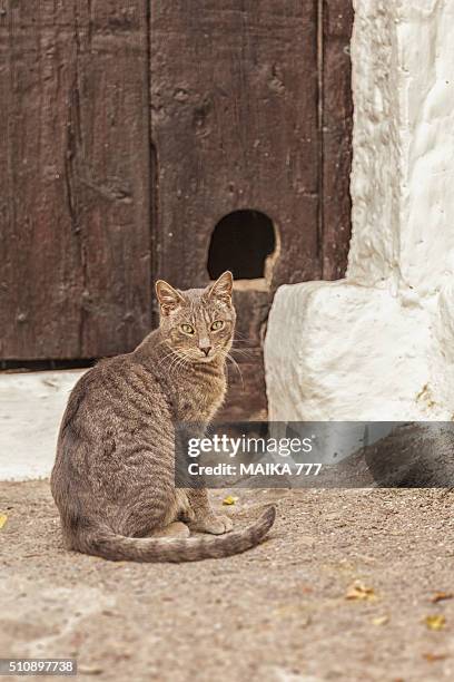 stray cat in peñiscola, castellón, spain. - doggie door stock pictures, royalty-free photos & images
