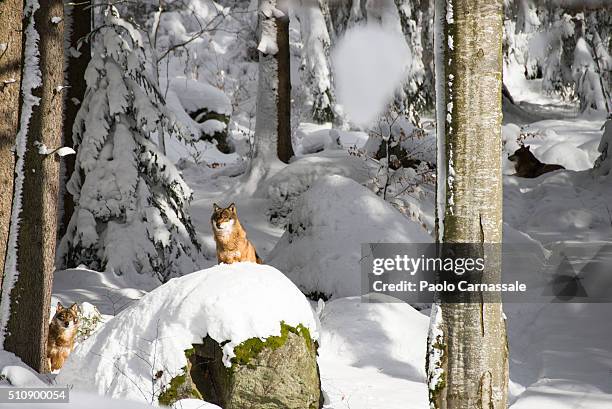 wolf sitting on rock - canis lupus lupus stock pictures, royalty-free photos & images
