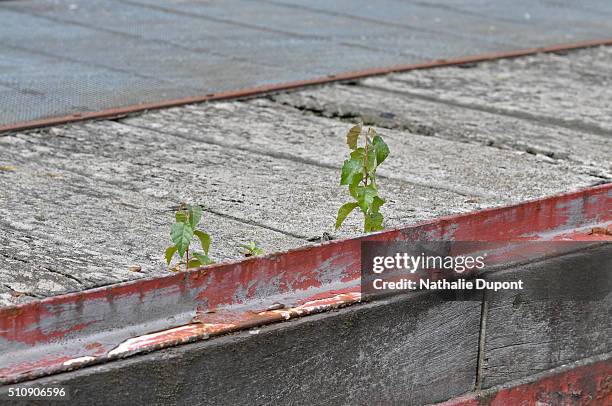 vegetation on a pontoon - force de la nature stock pictures, royalty-free photos & images