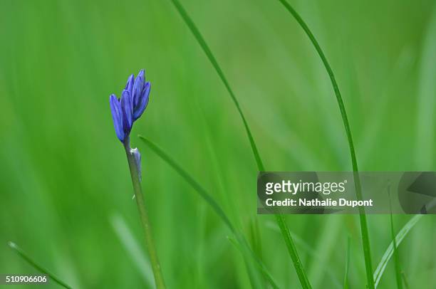 wild bluebell - une seule fleur stock-fotos und bilder