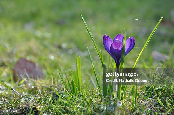 purple crocus in flower - une seule fleur stock-fotos und bilder