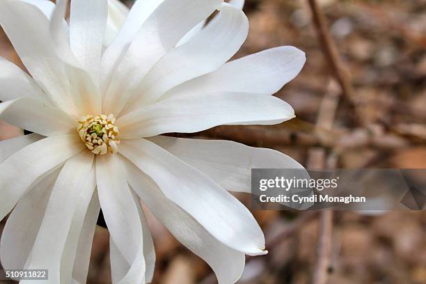 star magnolia - star magnolia trees stock pictures, royalty-free photos & images