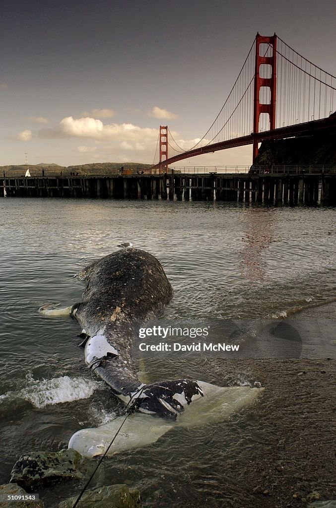 Dead Gray Whale One Of 20 Found In The Area In The Last Two Weeks Washes Ashore Near
