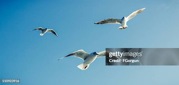 gaivotas-mar, aves - birds flying - fotografias e filmes do acervo