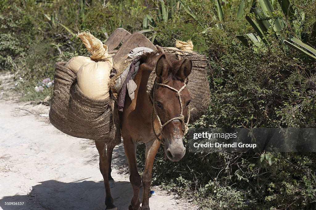 Donkey packing crops on the way to market.