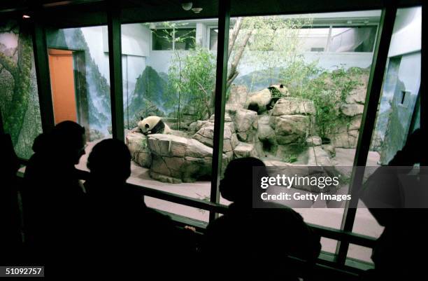 Visitors To The National Zoo Watch The New Pandas Tian Tian And Mei Xiang In Their New Home December 6, 2000 In Washington, Dc. Pandas In Their New...