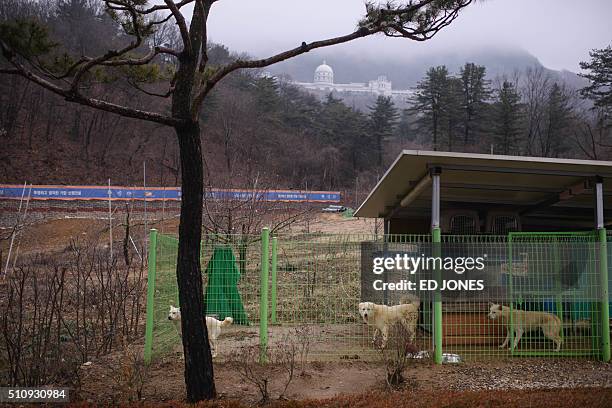 SKorea-religion-Unification-museum,FEATURE by Giles Hewitt This photo taken on February 13, 2016 shows North Korean Pungsan hunting dogs gifted by...