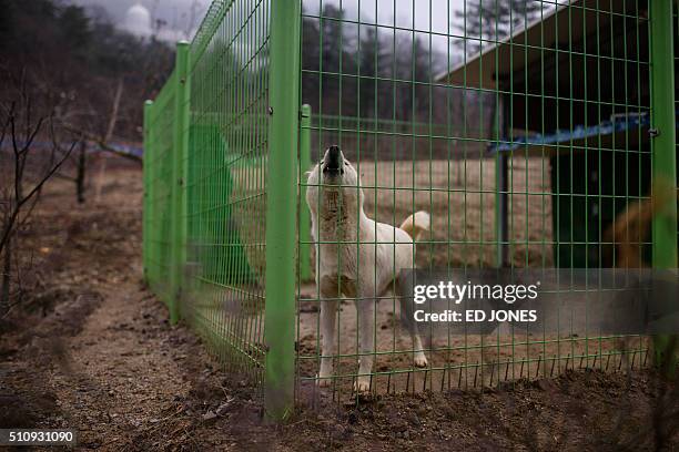 SKorea-religion-Unification-museum,FEATURE by Giles Hewitt This photo taken on February 13, 2016 shows North Korean Pungsan hunting dogs gifted by...