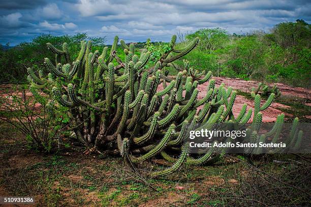 images of caatinga high backwoods of brazil. - florecer stock-fotos und bilder